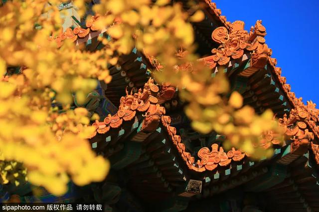 故宫年票和门票有什么区别（终于买到故宫年票）(23)