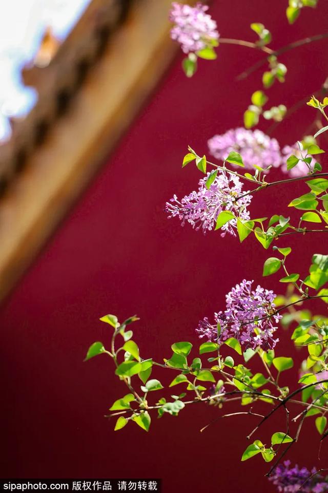 故宫年票和门票有什么区别（终于买到故宫年票）(9)