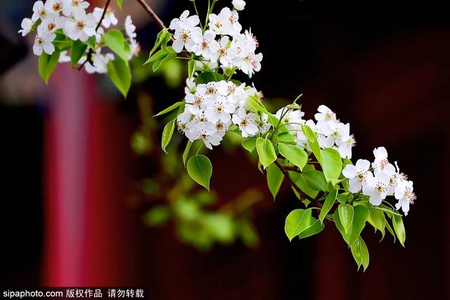 故宫年票和门票有什么区别（终于买到故宫年票）(10)