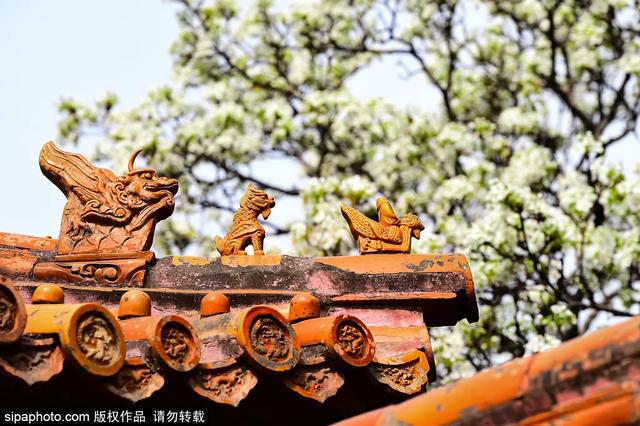 故宫年票和门票有什么区别（终于买到故宫年票）(13)