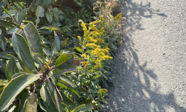 加拿大一枝花危害有多大,加拿大黄花的危害性图4