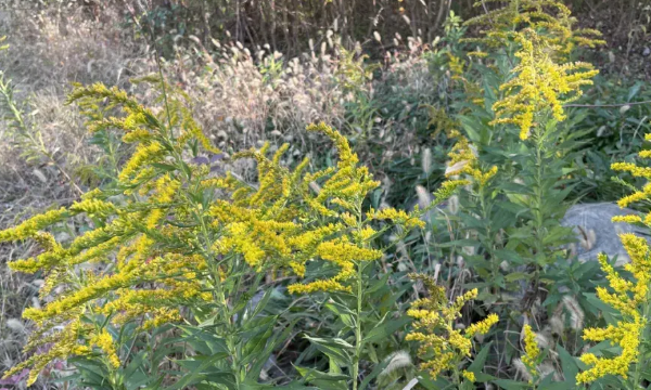 加拿大一枝花危害有多大,加拿大黄花的危害性图3
