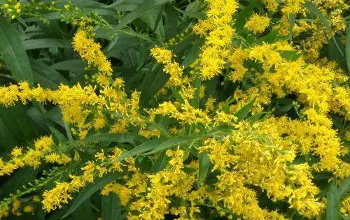 加拿大一枝花危害有多大,加拿大黄花的危害性图7