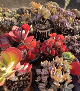 ​养多肉8年，发现10种多肉，好养又耐看