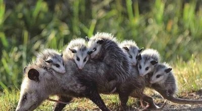 ​世界上胆子最小的动物，它们胆子都很小有的可能会被活活的吓死