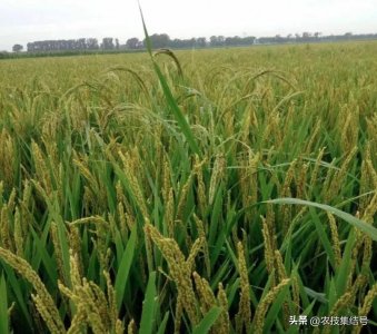 ​杂草稻—水稻中的刺客，识别特征，防治方法！