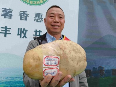 ​广东一地种出4斤多马铃薯，农业公司：属偶然，商品价值不高，已摆放作为成果
