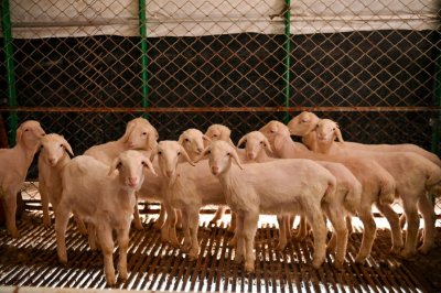 ​17万“牧场主”梦碎，养羊理财平台众牧宝被查