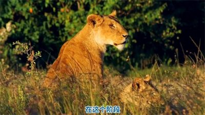 ​母狮子在发情期与公狮子做亲密羞羞哒哒哒