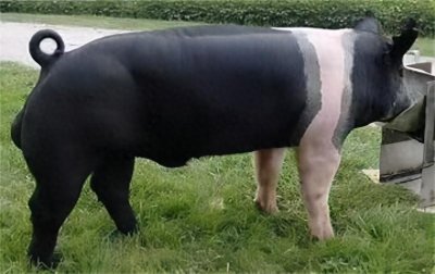 ​它是世界名猪之一，肉质好、长得快、抗病性强，杂交首选