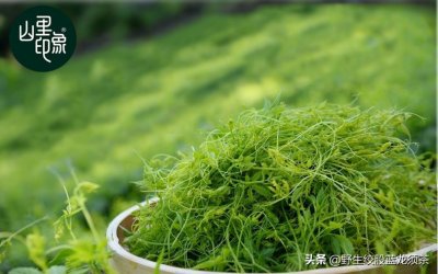 ​买多少钱一斤的绞股蓝茶才放心？