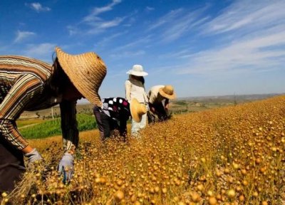 ​三农？指的是哪三农？