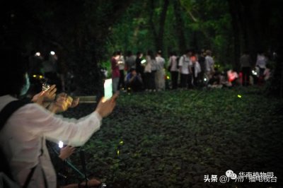 ​快去！广州限时看绝美萤火虫！观赏攻略拿好