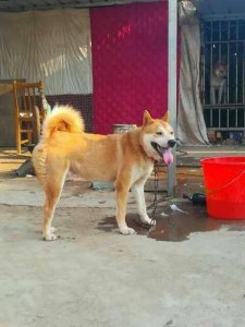 ​招财狗的八个特征