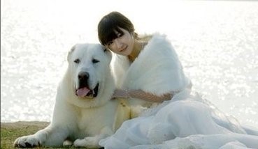 这狗比美国比特还厉害:中亚牧羊犬,堪称狗中王者