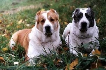 这狗比美国比特还厉害:中亚牧羊犬,堪称狗中王者