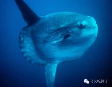 ​你吃过曼波鱼吗？要不要来点尝尝？