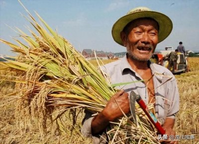 ​谷贱伤农：透视农业困境与解决之道