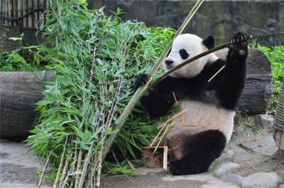 ​中国独有的珍稀动植物都有啥