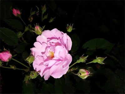 ​多花蔷薇七姊妹