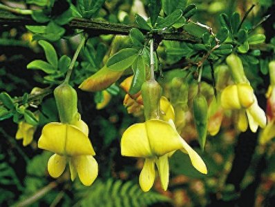 ​树锦鸡儿的栽培管理技术