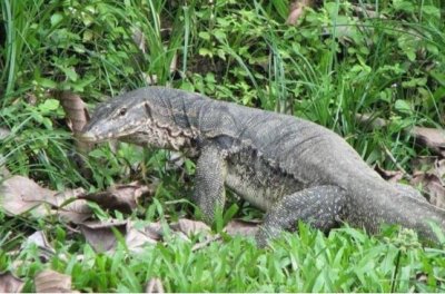 ​消失10多年后，“五爪金龙”重现云南，是国家重点保护动物