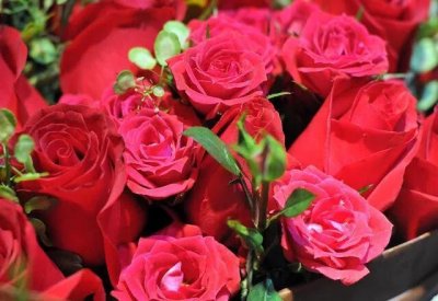 ​北美洲国家，国花象征代表