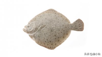 ​扁口鱼和多宝鱼不仔细看还真容易认错，只有少部分人能辨别它们