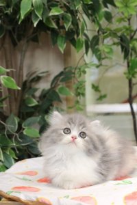 ​猫中劳斯莱斯:小步舞曲猫(拿破仑猫)