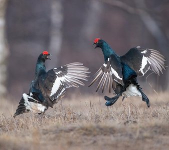 ​性情暴躁的褐马鸡，一言不和拳脚相交，名符其实公鸡中的战斗机