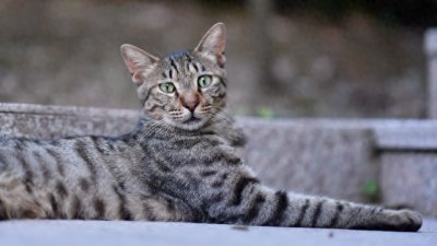 ​中华狸花猫：老祖宗留给我们的神奇伙伴！