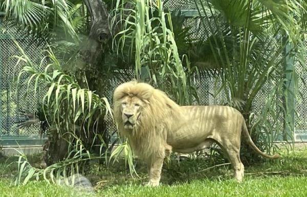 广州齐刘海狮子换大背头（动物园回应称是狮子自己打理）(5)_