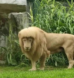 ​广州齐刘海狮子换大背头（动物园回应称是狮子自己打理）