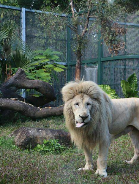 广州齐刘海狮子换大背头（动物园回应称是狮子自己打理）(3)_