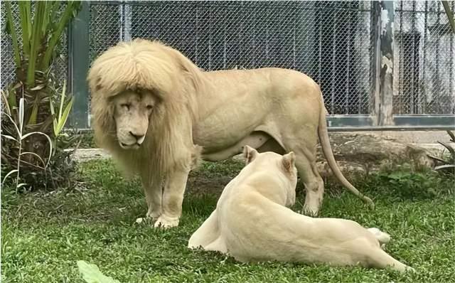 广州齐刘海狮子换大背头（动物园回应称是狮子自己打理）(4)_