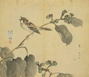 ​行露（先秦·诗经）