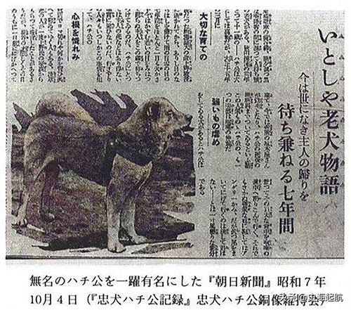 忠犬八公真实照片，主人已不在人世，但它每天仍然坐那盼主人回来