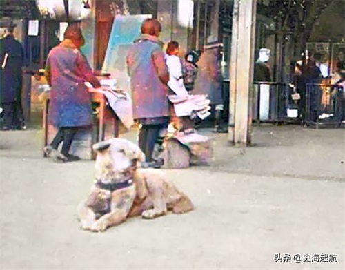 忠犬八公真实照片，主人已不在人世，但它每天仍然坐那盼主人回来