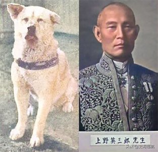 ​忠犬八公真实照片，主人已不在人世，但它每天仍然坐那盼主人回来