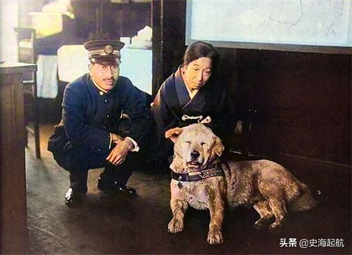 忠犬八公真实照片，主人已不在人世，但它每天仍然坐那盼主人回来