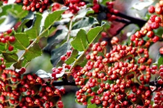 农民种植“狮子头花椒”致富，每亩收入5000元！