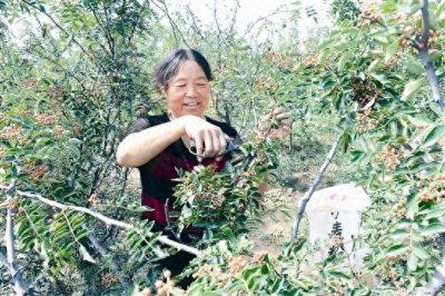 ​农民种植“狮子头花椒”致富，每亩收入5000元！