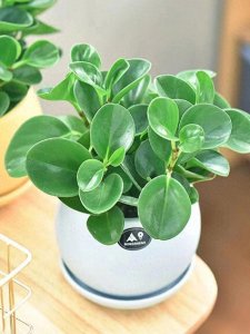 ​豆瓣绿开花背后藏着这些秘密，长高了还能这么救，3招教会你