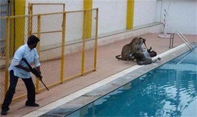 ​印度豹子闯学校，同学们，快跑！