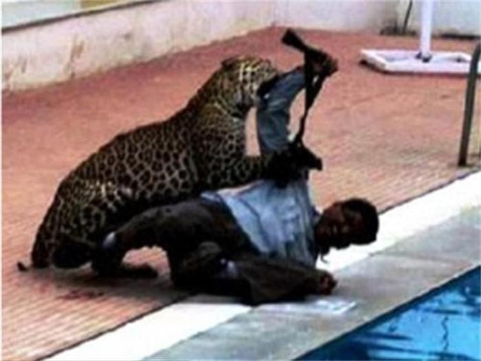 印度豹子闯学校，同学们，快跑！