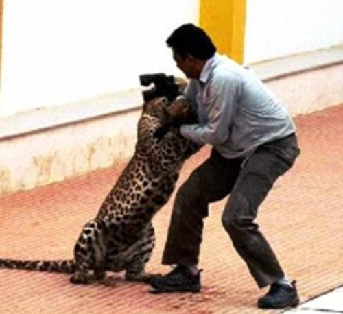 印度豹子闯学校，同学们，快跑！