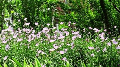 ​名副其实的美丽月见草