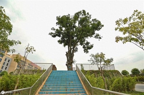 最牛“钉子树”！4百岁古树屹立路中间，道路施工曾为它改方案