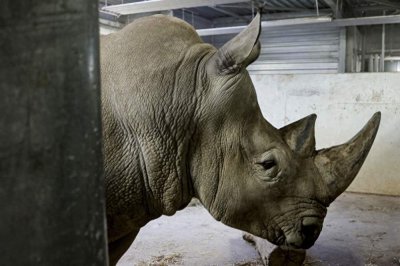 ​巴黎动物园的白犀牛
