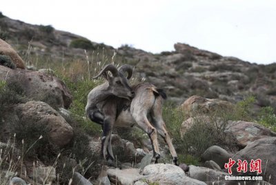 ​贺兰山上的“精灵”——岩羊
